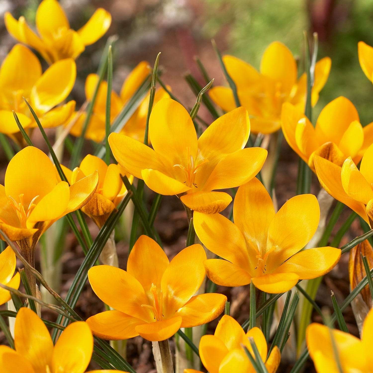 Botaaninen krookus 'Dorothy'